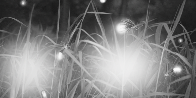 the-light-of-the-fireflies Image